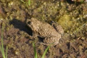 ENGREEN2_Yellow-bellied toad_Hribski urh
